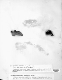 Polyporus igniarius image